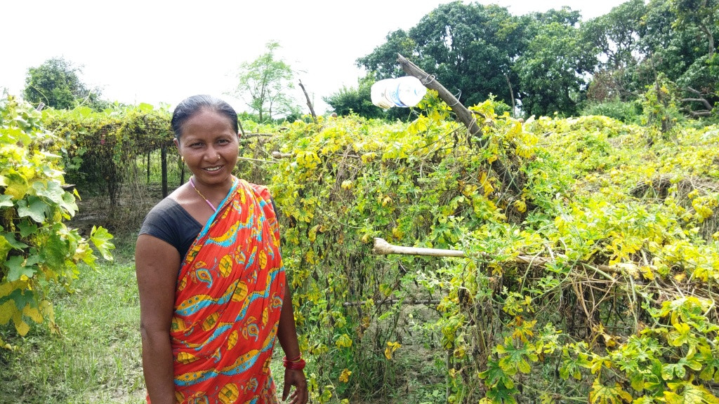 तरकारी खेतीमा दलित महिला, भन्छन्, ‘अब गिट्टी कुट्न पर्दैन, इँटा पनि बोक्न पर्दैन’